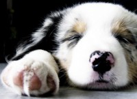 /album/fenykepgaleria/kutyi-jpg/