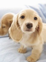 /album/fenykepgaleria/cuki-tacsi-jpg/