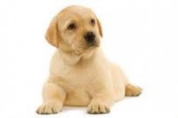 /album/fenykepgaleria/imagescaymww1k-jpg/