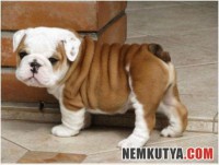 /album/fenykepgaleria/michelin-kutya-jpg/