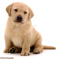 /album/fenykepgaleria/a01532-yellow-labrador-pup-white-background-jpg/