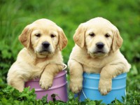 /album/fenykepgaleria/labrador-retriever-cute-puppies-jpg/