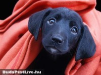 /album/fenykepgaleria/lililiiii-jpg/