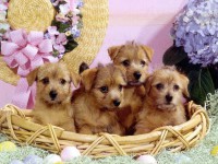 /album/fenykepgaleria/ljljjeeee-jpg/